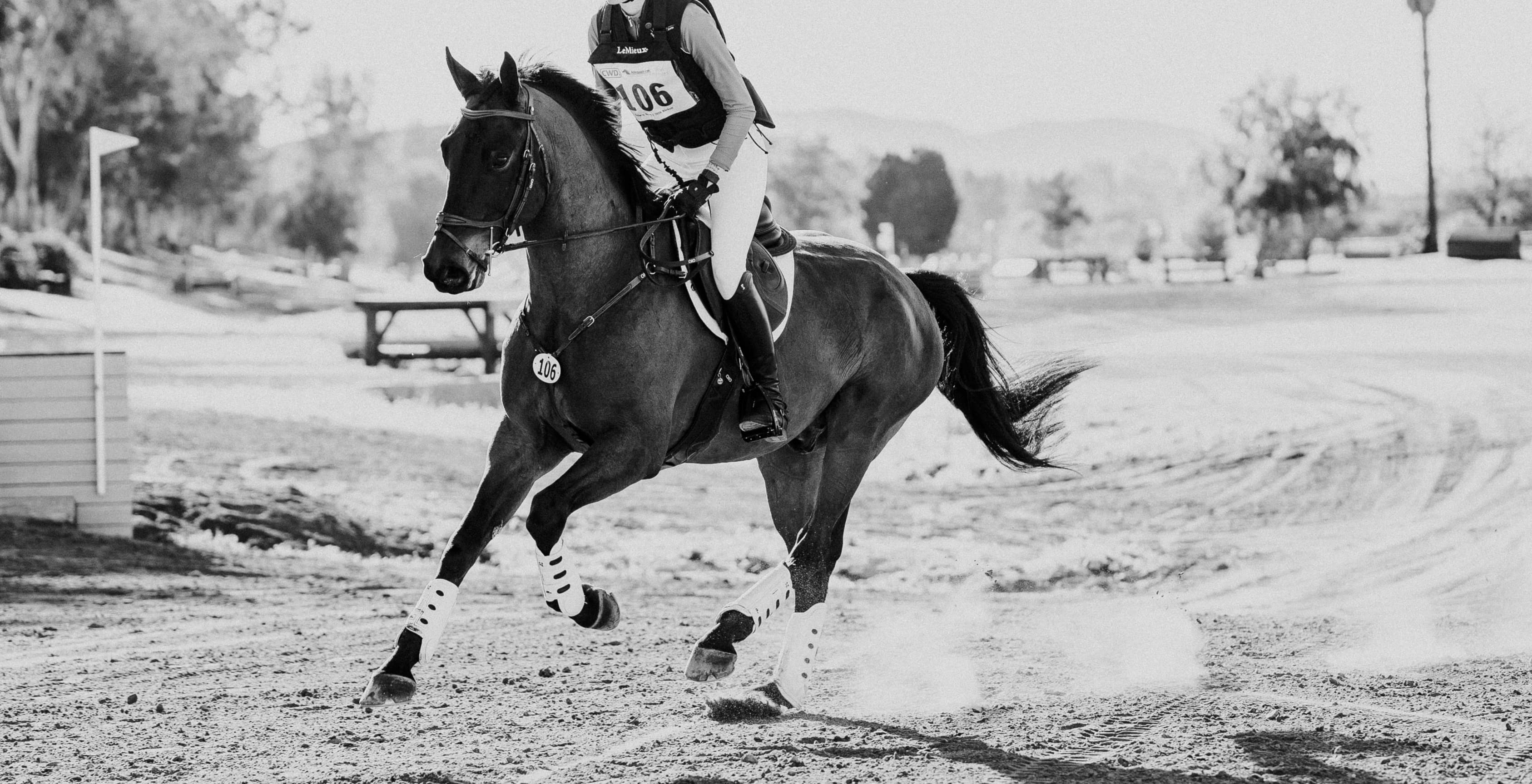 Horse galloping in an arena